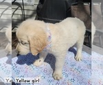 Small Photo #3 English Cream Golden Retriever Puppy For Sale in BROOKS, KY, USA