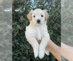 Small Maltese Mix