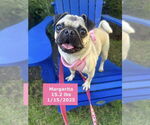 Small #2 Pug