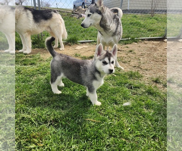 Medium Photo #11 Siberian Husky Puppy For Sale in BLOOMFIELD, KY, USA
