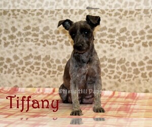 Mother of the Schnauzer (Miniature) puppies born on 03/25/2026