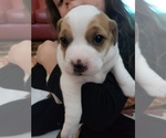 Small Photo #6 Jack Russell Terrier Puppy For Sale in AMMON, ID, USA