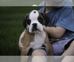 Boxer Puppy for sale in SHIPSHEWANA, IN, USA