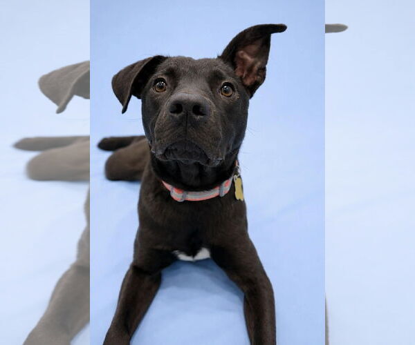 Medium Photo #8 Mutt Puppy For Sale in Sandy, UT, USA