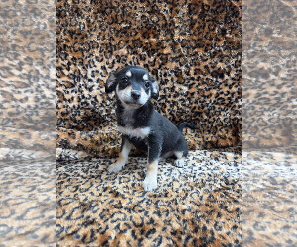 Medium Photo #1 Chiweenie Puppy For Sale in El Centro, CA, USA