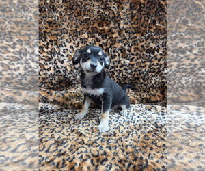 Chiweenie Dogs for adoption in El Centro, CA, USA
