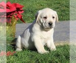 Small Photo #4 Labrador Retriever Puppy For Sale in LEOLA, PA, USA