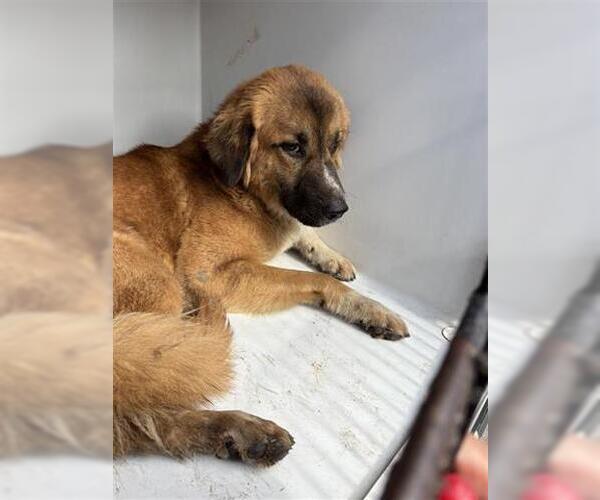 Medium Photo #1 Black Mouth Cur-German Shepherd Dog Mix Puppy For Sale in Houston, TX, USA