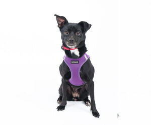 Medium Chihuahua Mix