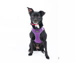 Small Chihuahua Mix