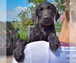 Small #5 Irish Wolfhound Mix