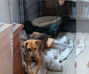 Rosemary  *FH* - Female Mutt Dog for Adoption - Photo #5
