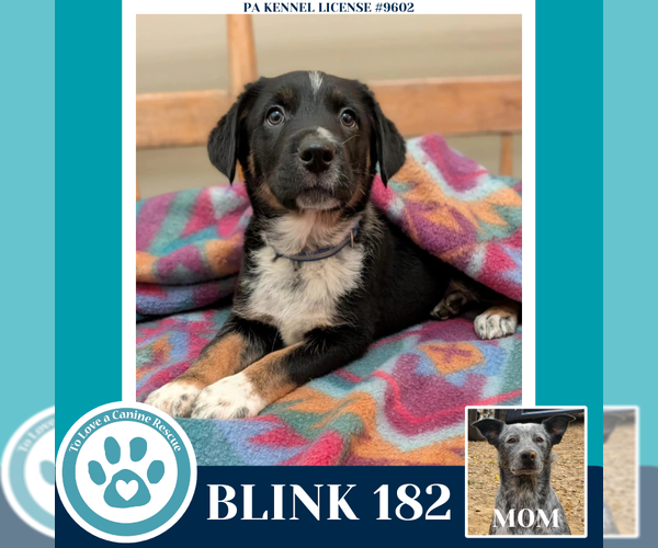 Medium Photo #1 Mutt Puppy For Sale in Kimberton, PA, USA