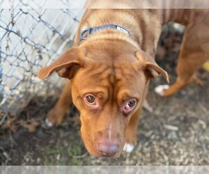 Mutt Dogs for adoption in Tulsa, OK, USA