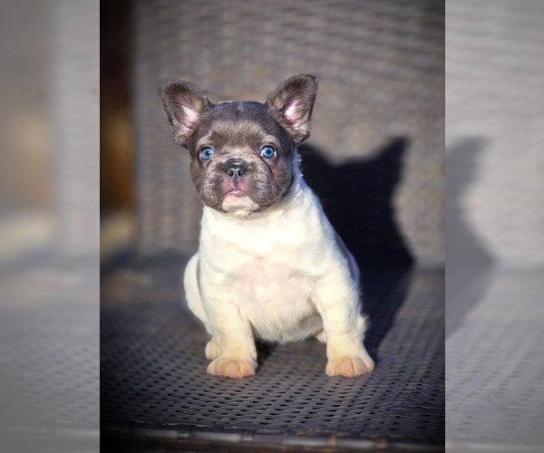Medium Photo #5 French Bulldog Puppy For Sale in LOS ANGELES, CA, USA
