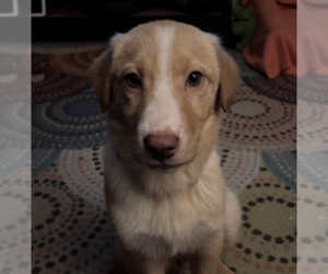 Golden Labrador Dogs for adoption in Anchorage, AK, USA