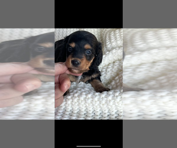 Medium Photo #1 Dachshund Puppy For Sale in NILES, MI, USA