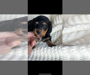 Dachshund Puppy for sale in NILES, MI, USA