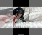 Image preview for Ad Listing. Nickname: AKC Walter