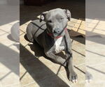 Small #2 American Staffordshire Terrier Mix