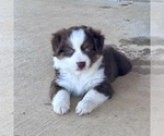 Small Miniature Australian Shepherd
