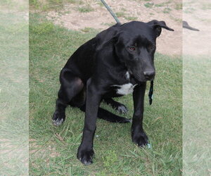 Kota - Male Labrador Retriever Dog for Adoption - Photo #3