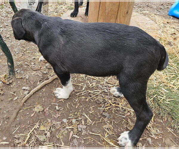 Medium Photo #2 Pyrenees Border Collie Puppy For Sale in Tracy City, TN, USA
