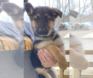 German Shepherd Dog Puppy for sale in UNION, KY, USA