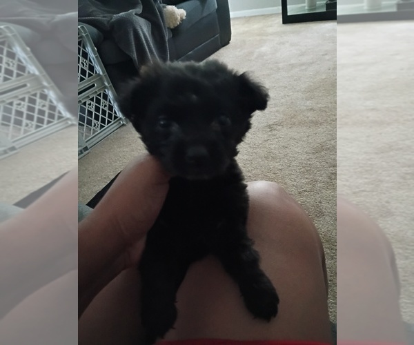 Medium Photo #1 Labrador Retriever Puppy For Sale in SPARTANBURG, SC, USA