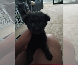 Labrador Retriever Puppy for sale in SPARTANBURG, SC, USA