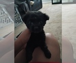 Small Labrador Retriever