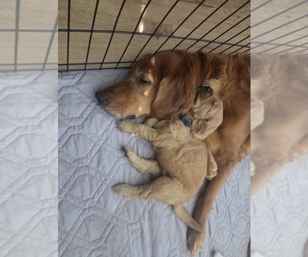 Medium Photo #2 Golden Retriever Puppy For Sale in GOODYEAR, AZ, USA