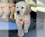 Small Photo #40 Golden Retriever Puppy For Sale in MERCED, CA, USA