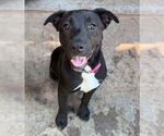Small #40 Labrador Retriever Mix