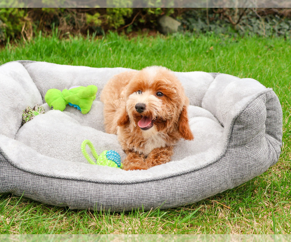 Medium Photo #7 Poodle (Miniature) Puppy For Sale in SYRACUSE, IN, USA