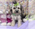 Small Photo #1 Maltipoo Puppy For Sale in BOLINGBROOK, IL, USA