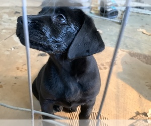 Labrador Retriever Puppy for sale in DECATUR, AL, USA