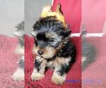 Small #13 Yorkshire Terrier