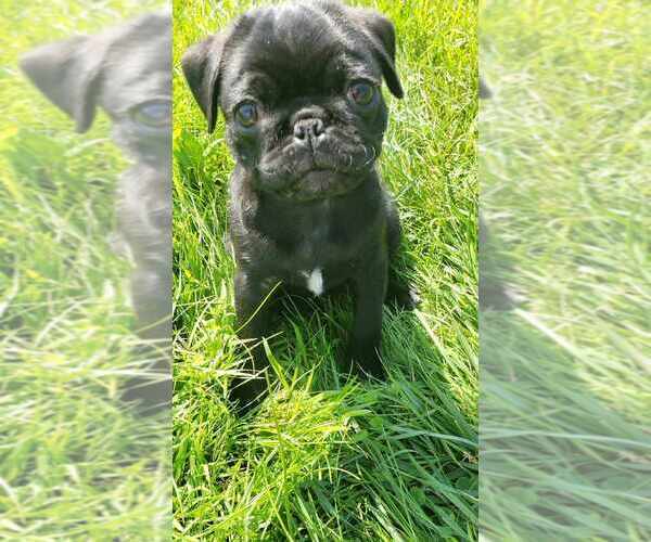 Medium Photo #8 Pug Puppy For Sale in LYNDON CENTER, VT, USA