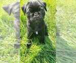 Small Photo #8 Pug Puppy For Sale in LYNDON CENTER, VT, USA