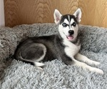 Puppy Pepper Siberian Husky