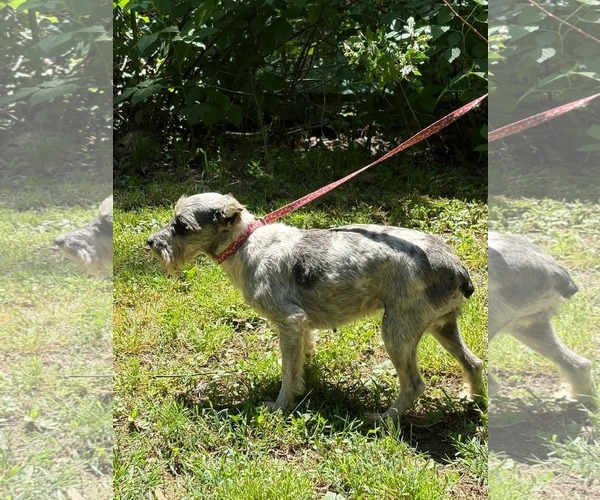 Medium Photo #7 Mutt Puppy For Sale in HOPKINSVILLE/PRINCETON, KY, NH, USA