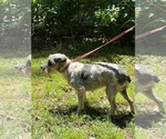 Small #6 Mutt