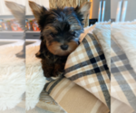 Small #3 Yorkshire Terrier