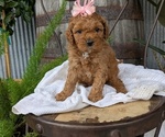 Small Photo #31 Cavapoo Puppy For Sale in GOSHEN, IN, USA