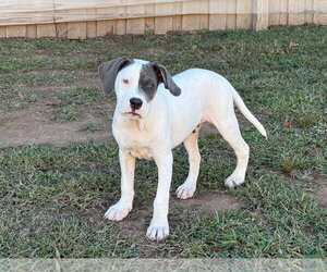 Thimble - Sewing Litter - Male American Staffordshire Terrier-Unknown Mix Dog for Adoption - Photo #2