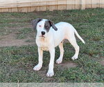 Small Photo #2 American Staffordshire Terrier-Unknown Mix Puppy For Sale in Holly Springs, NC, USA
