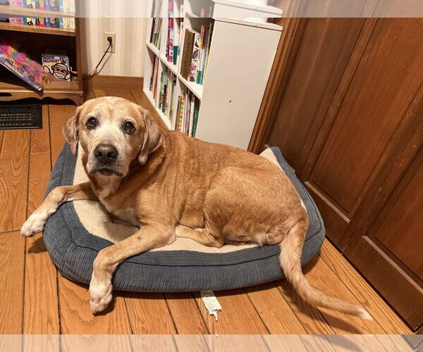 Medium Photo #1 Labrador Retriever-Unknown Mix Puppy For Sale in Brooklyn Center, MN, USA