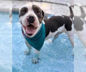 American Staffordshire Terrier-Unknown Mix Dogs for adoption in San Antonio, TX, USA