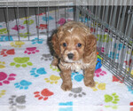 Small Photo #6 Cocker Spaniel-Poodle (Miniature) Mix Puppy For Sale in ORO VALLEY, AZ, USA